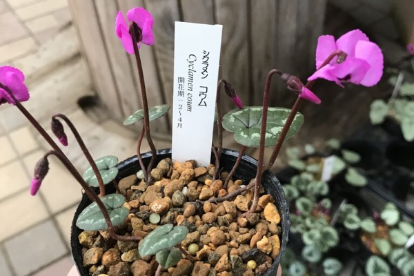 平田ナーセリー福岡西区小戸店villaggio