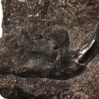 【鹿児島】8000万年前の新種哺乳類の化石発見！！