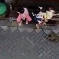 これは事件です！オートバイに乗った猿のギャングが子どもを誘拐する事案。海外の反応