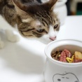 確認したい猫。