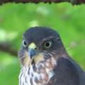 野鳥雀鷹（ツミ）の幼鳥を撮る20🦅📸（太田市）