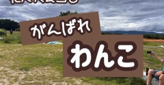 くらわんか花火大会。