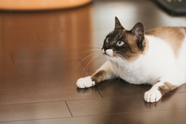 知られざる佳曲 送料無料