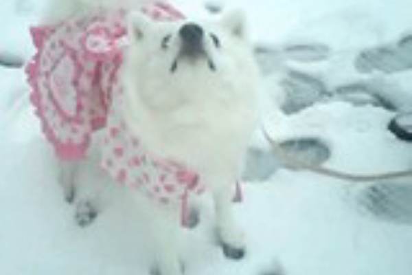 日本スピッツ犬 みぞれ日記