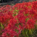 児島湖花回廊 彼岸花