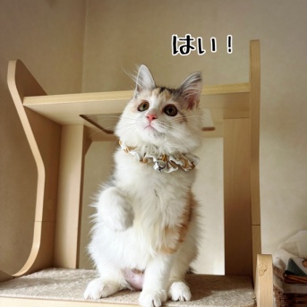 巣立ちの歌☆聖子