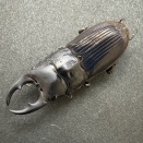 バクリネブトクワガタ　飼育記