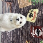 大分県別府市 ペットショップ ワンラブ ゆめタウン別府店のスタッフブログ