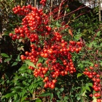 メゾフォルテからあなたへ