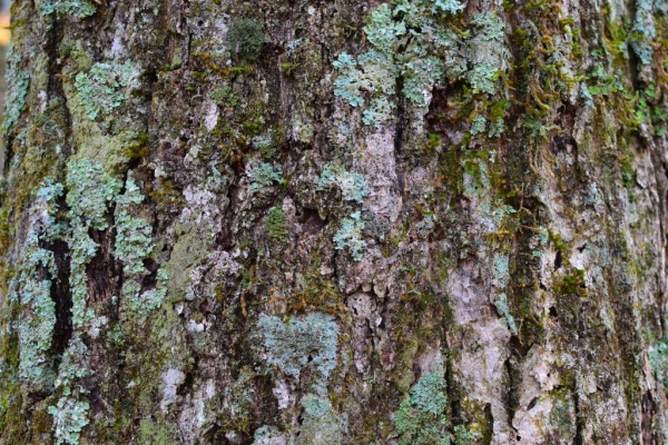 壁紙 樹皮 テクスチャ