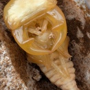 タイワンオオクワガタ南投縣  蛹