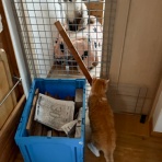馬とニャンコと男と女
