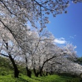 長野で4月の桜を見る