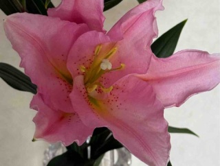 食欲が無いのに買い物をする