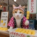 パインの日