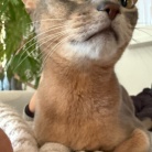 おでんリメイクカレーのひとりごはん