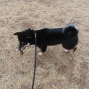 ちょい悪オヤジ