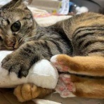 ねこかます