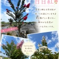 海岸公園センターハウスの百日紅が見頃を迎えています。