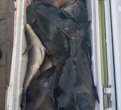 今日の釣果です！水温15.8℃