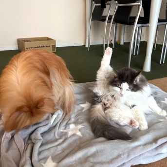 洗いたての毛布の上で…【前編】