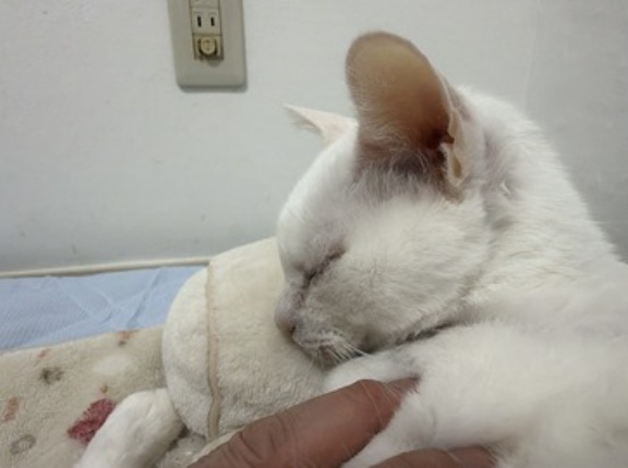 季節の変わり目と猫　20260213