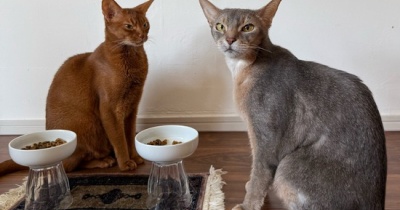 隣のごはんがよく見えちゃうひめちゃん