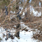 松之山温泉山の森のホテル　ふくずみ