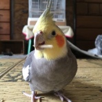 インコですが何か？
