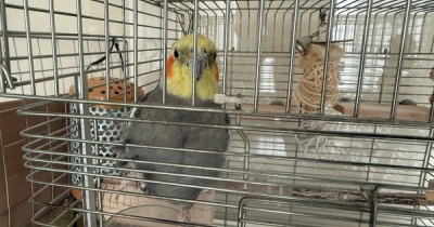 【オカメインコの保温いつまで？】春の気温差対策とヒーター撤去・掃除のタイミング
