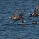 シノリガモ３羽の飛翔 Harlequin Duck