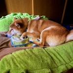 風太通信～柴犬風太の日記帳