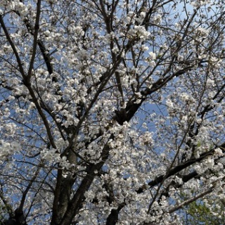ロマンチック・クッキング&サイエンス