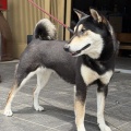流石の金章犬もみじちゃんです！
