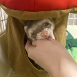 『[イコラブ] 大谷映美里「獲物だとおもわれてる…」』の画像