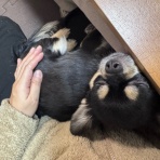 日々のくらし手帖