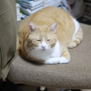 すぐ移動する猫。