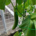 🥒収穫祭🍅
