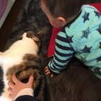 超足長マンチカンの伝説