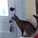 保護したネコはそばにいたかった。お姉さんが帰ってくる → いつもこうなります…