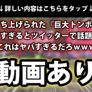 動画あり 海外で打ち上げられた 巨大トンボ花火 がスゴすぎるとtwitterで話題に これはヤバすぎるだろｗｗｗ ネクスト速報