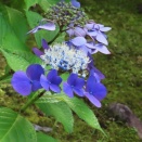 庭園に青さを深め額の花