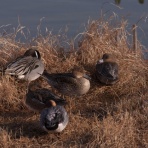 KAMONOMANIA　カモノマニア