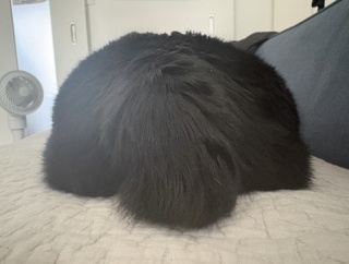 アヤちゃんの短いしっぽ