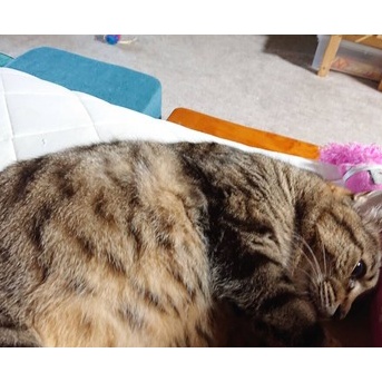 【猫との暮らし】吸い放題な猫【写真日記】
