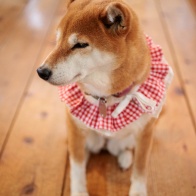 EF50mmF2.5コンパクトマクロ