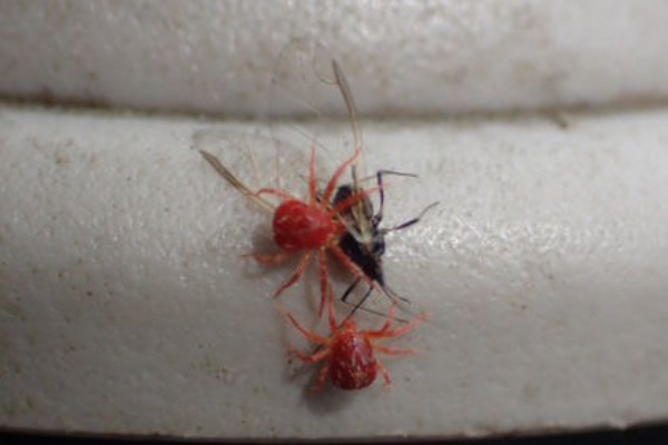 Crazy For Insect ダニ ザトウムシ