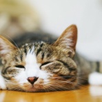 2chまとめ・読み物・長編・名作/2MONKEYS.JP