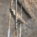 令和6(2024)年3月27日の鳥さん Vol.2　国分川で野鳥の観察･撮影  色々登場!!オオジュリンやアオジも登場!!