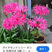 ���ʲ֤򤤤������ޤ�������������ɥ�꡼�ͥ�ͤȸ����餷��